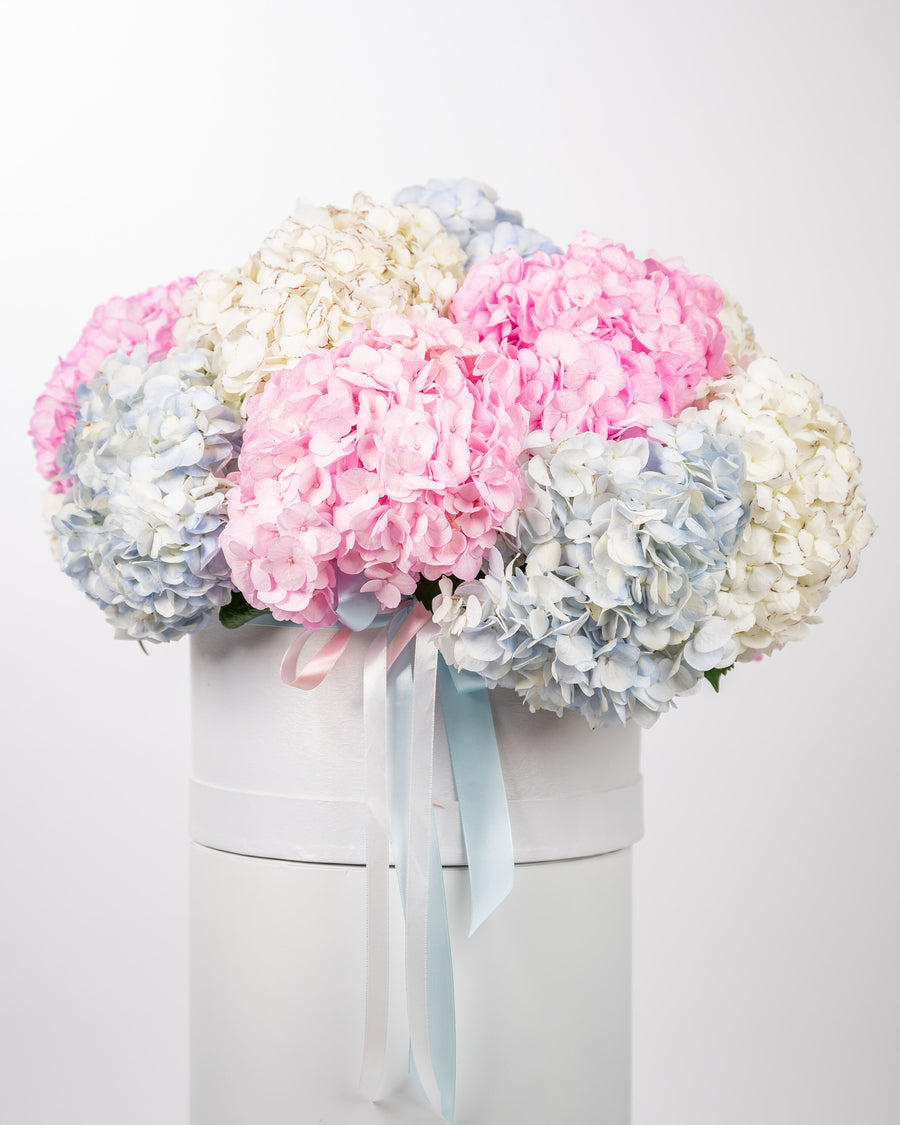 Box arrangement Hydrangea Horizons