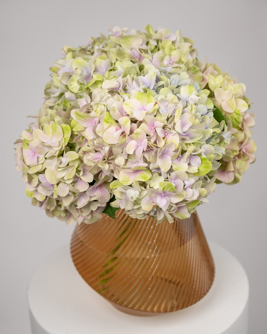 Hydrangea Vase arrangement Cozy Haven - DJ flowers