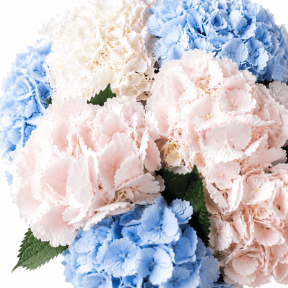 Hydrangeas bouquet Highline - DJ flowers