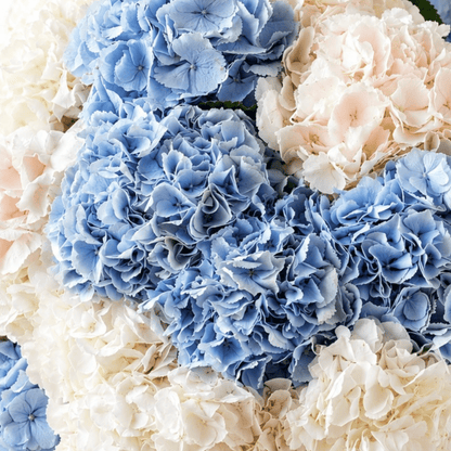 Hydrangeas bouquet Highline - DJ flowers