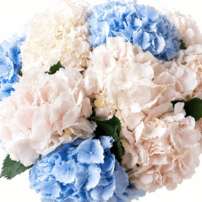 Hydrangeas bouquet Highline - DJ flowers