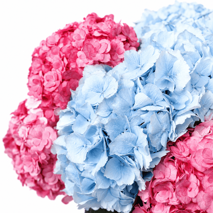 Hydrangeas bouquet Sugar Drift - DJ flowers