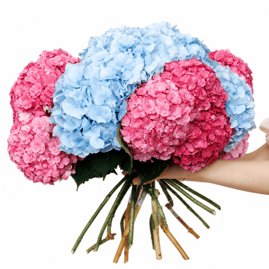 Hydrangeas bouquet Sugar Drift - DJ flowers