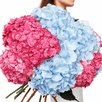 Hydrangeas bouquet Sugar Drift - DJ flowers