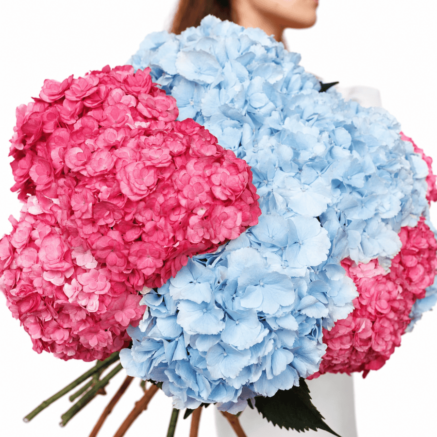 Hydrangeas bouquet Sugar Drift - DJ flowers