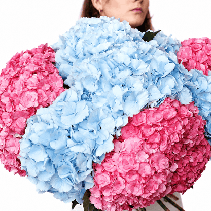 Hydrangeas bouquet Sugar Drift - DJ flowers