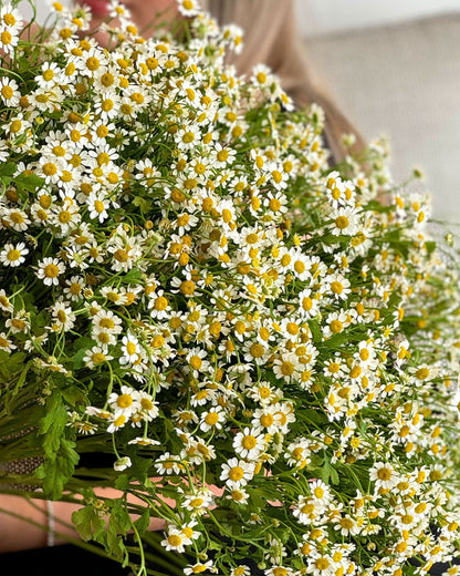 Monobouquet of chamomiles Summer Sun - DJ flowers