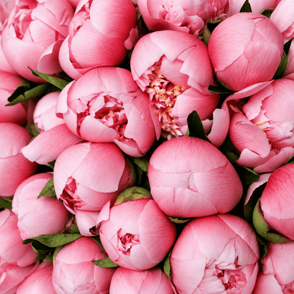 Monobouquet of peonies Silk Hour - DJ flowers