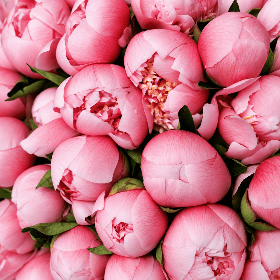 Monobouquet of peonies Silk Hour - DJ flowers