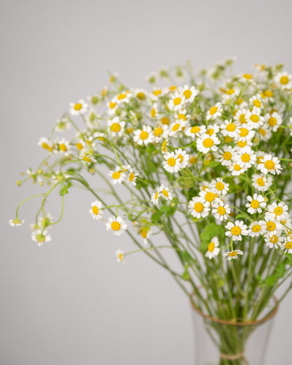 Monobouquet vase arrangement Calming Chamomile - DJ flowers