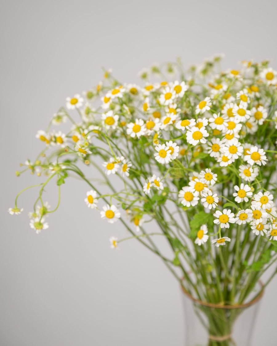 Monobouquet vase arrangement Calming Chamomile - DJ flowers