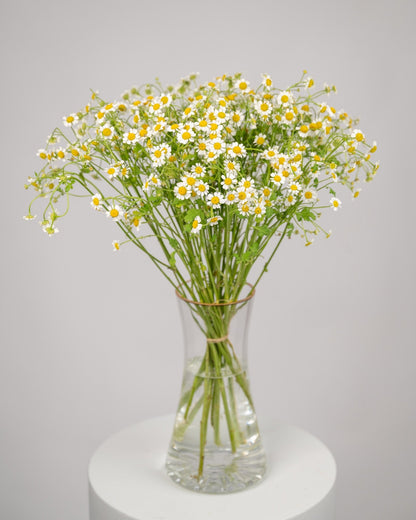 Monobouquet vase arrangement Calming Chamomile - DJ flowers