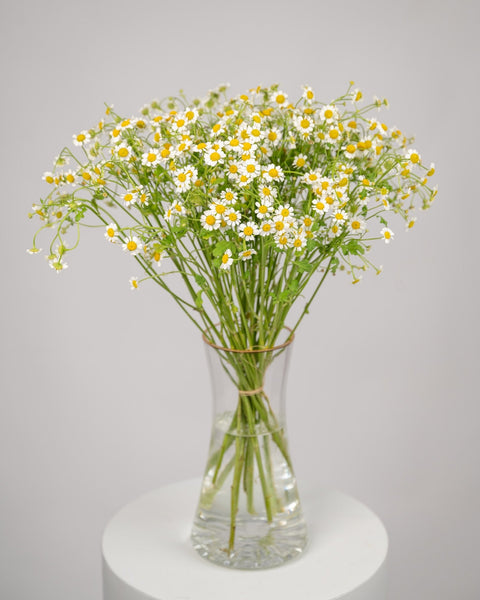 Monobouquet vase arrangement Calming Chamomile - DJ flowers