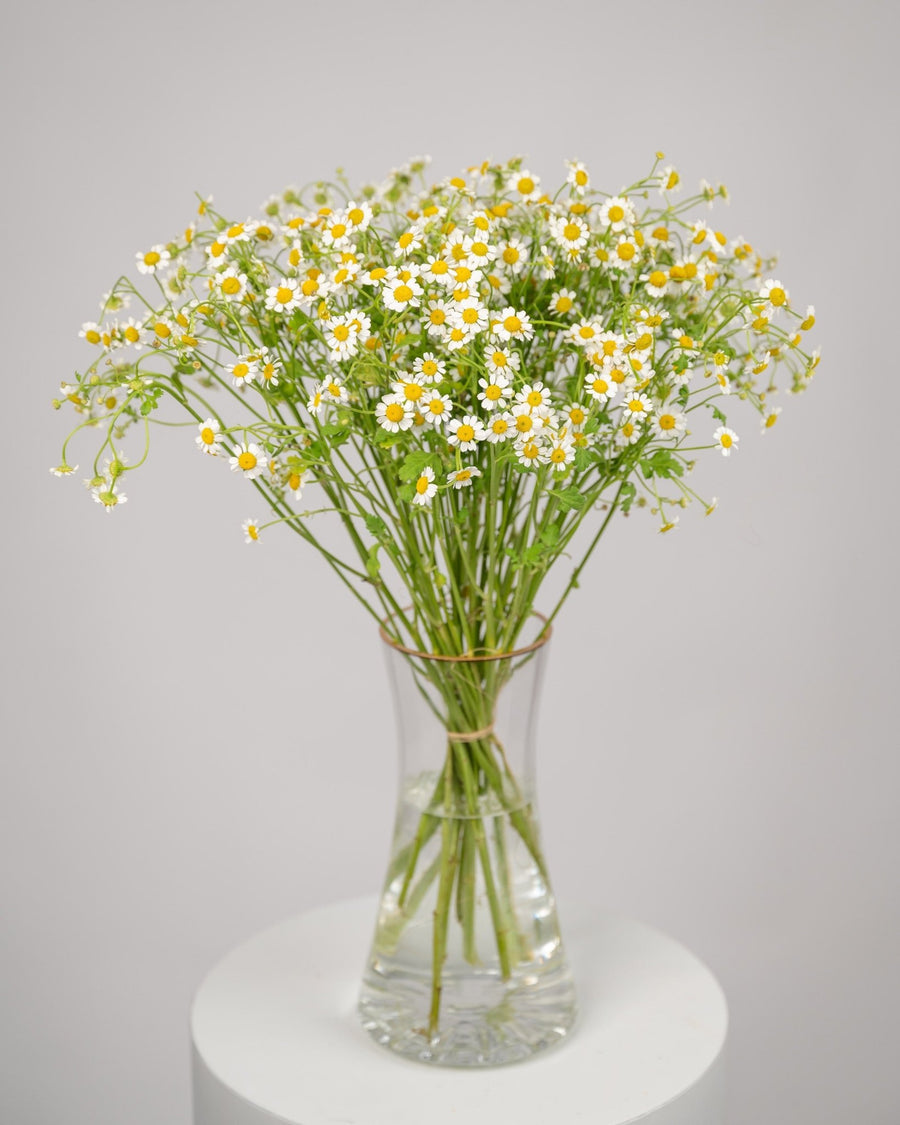 Monobouquet vase arrangement Calming Chamomile - DJ flowers