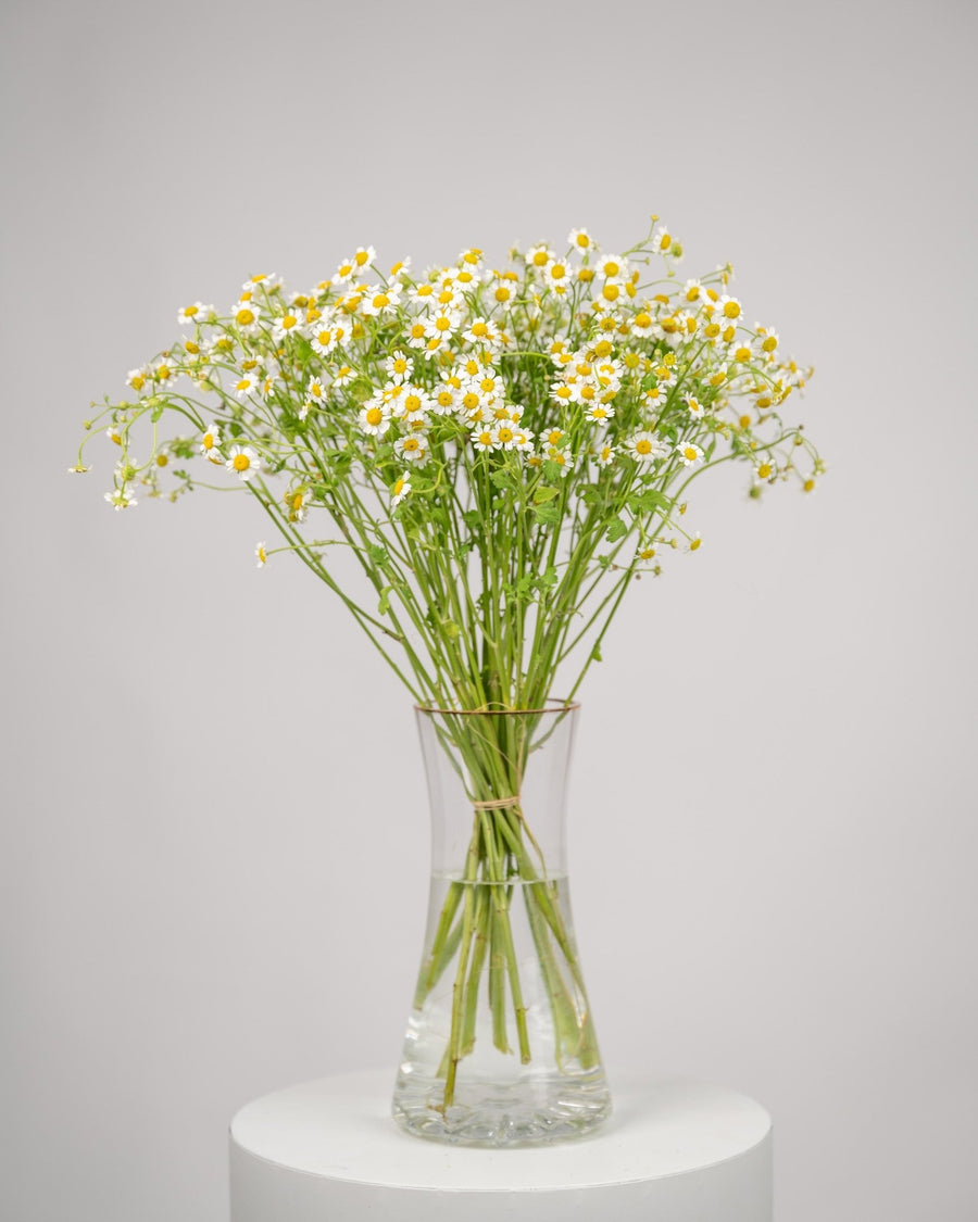 Monobouquet vase arrangement Calming Chamomile - DJ flowers