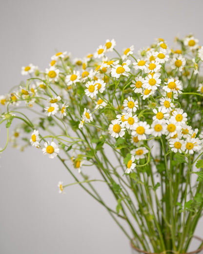 Monobouquet vase arrangement Calming Chamomile - DJ flowers