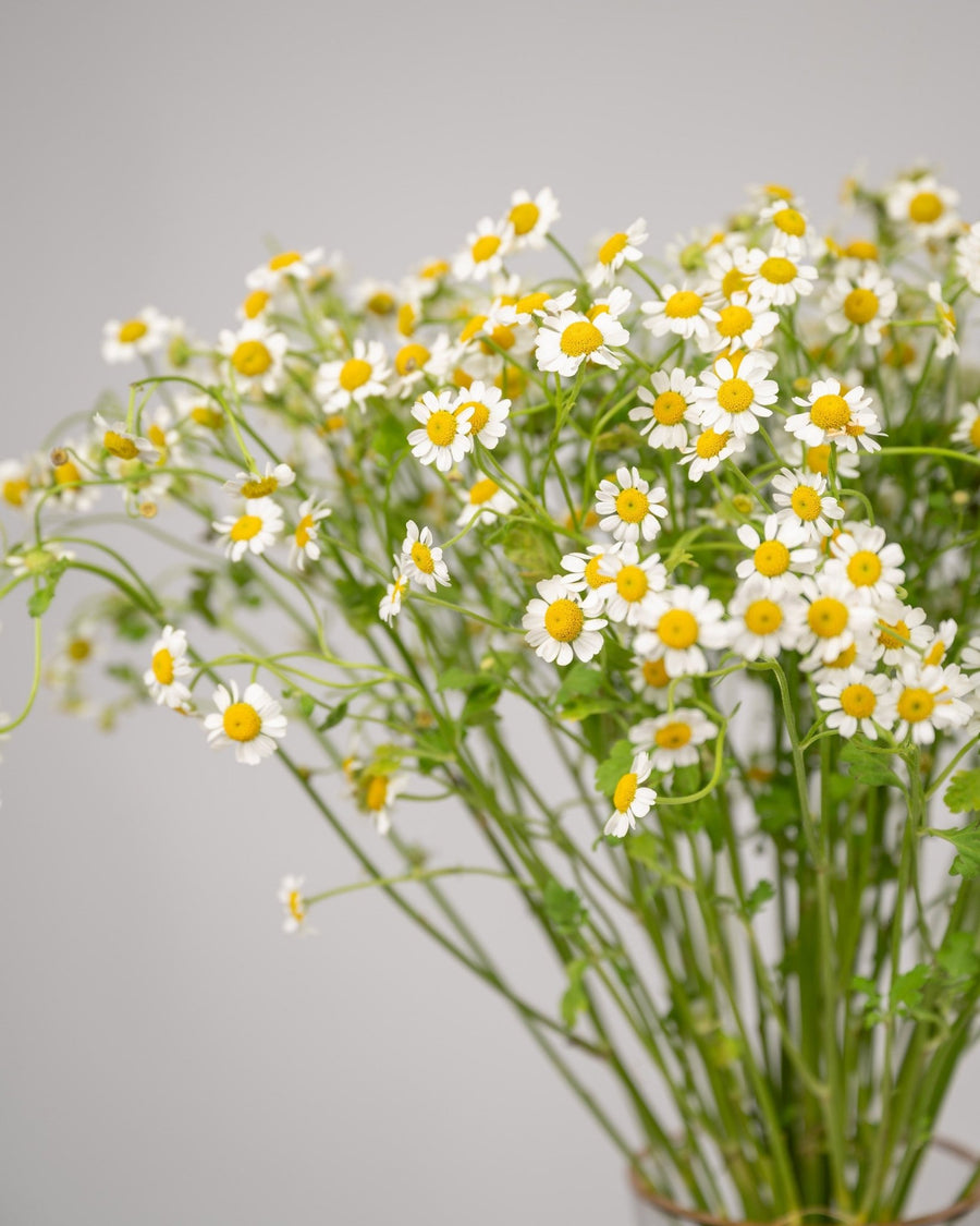 Monobouquet vase arrangement Calming Chamomile - DJ flowers