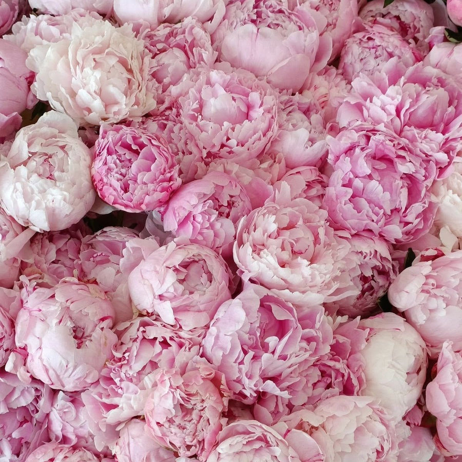 Peonies bouquet Morning Ritual - DJ flowers