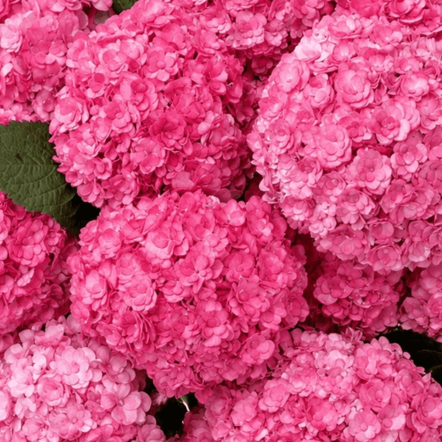 Pink hydrangea bouquet Featherweight - DJ flowers