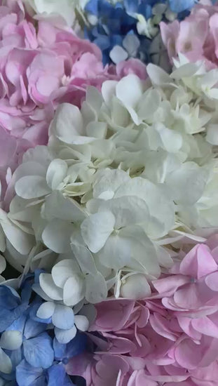 Box arrangement Hydrangea Horizons product video