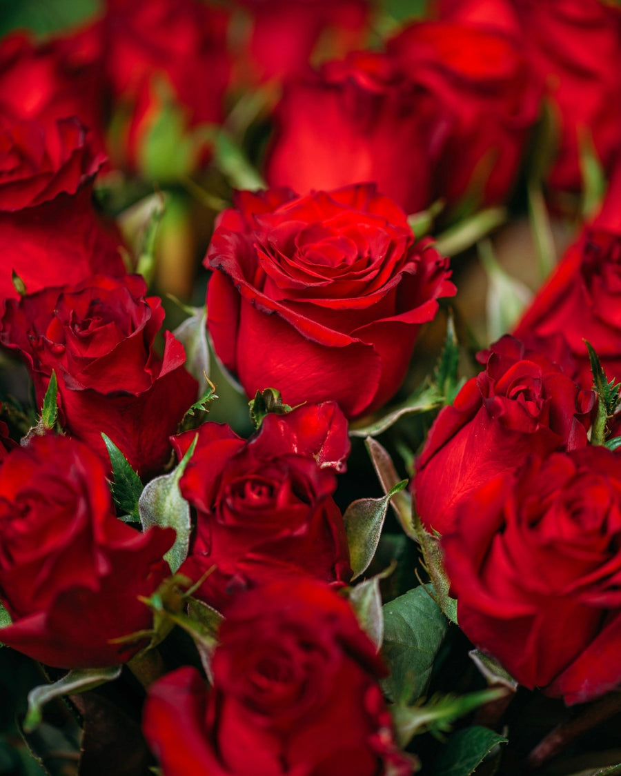 Rose bouquet Thinking of classic - DJ flowers