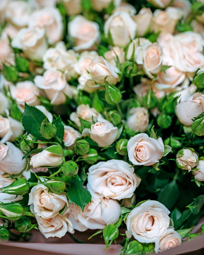 Spray Roses Brilliant - DJ flowers
