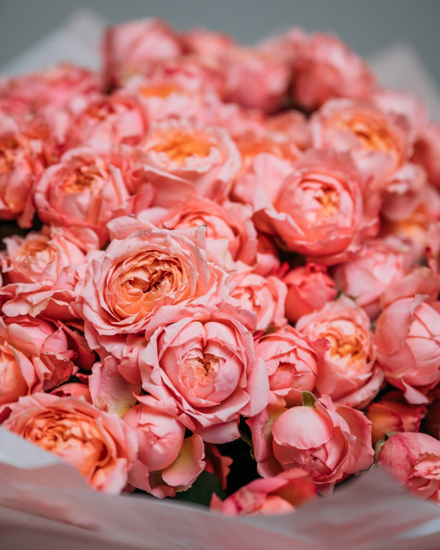 Spray Roses Julietta Elegance - DJ flowers