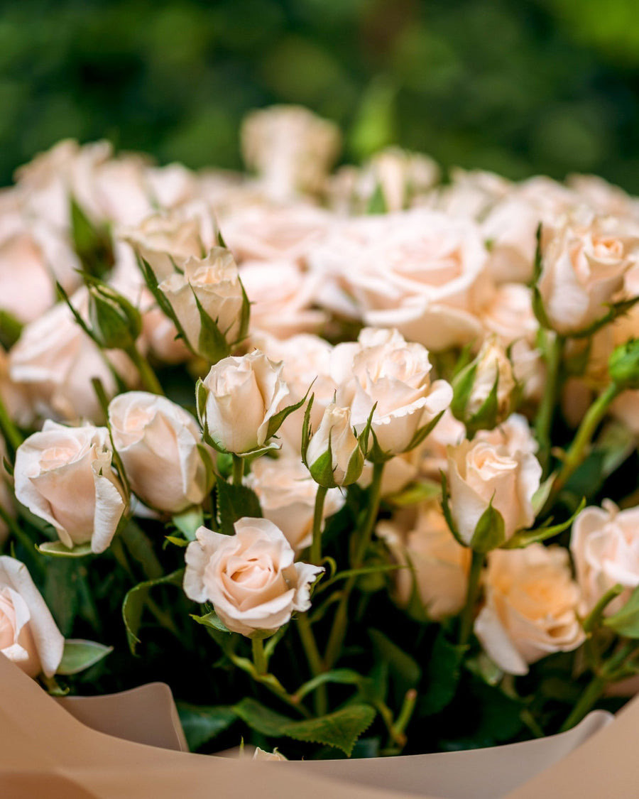 Spray roses Salinero’s beauty - DJ flowers