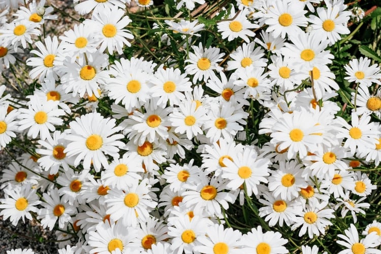 Daisies