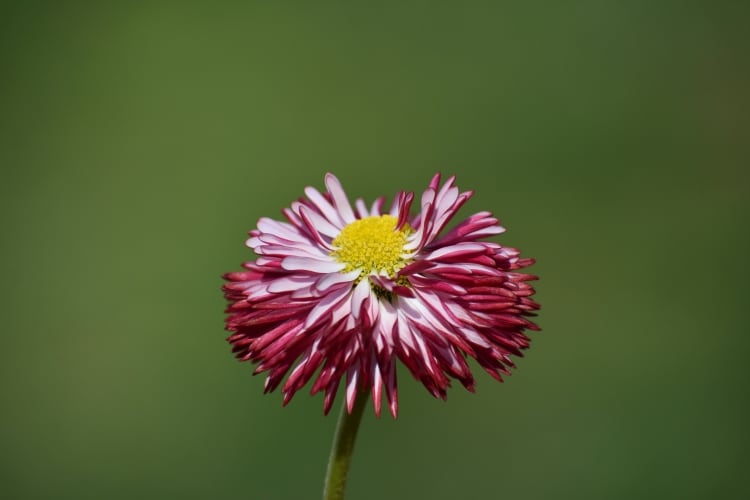 English Daisies