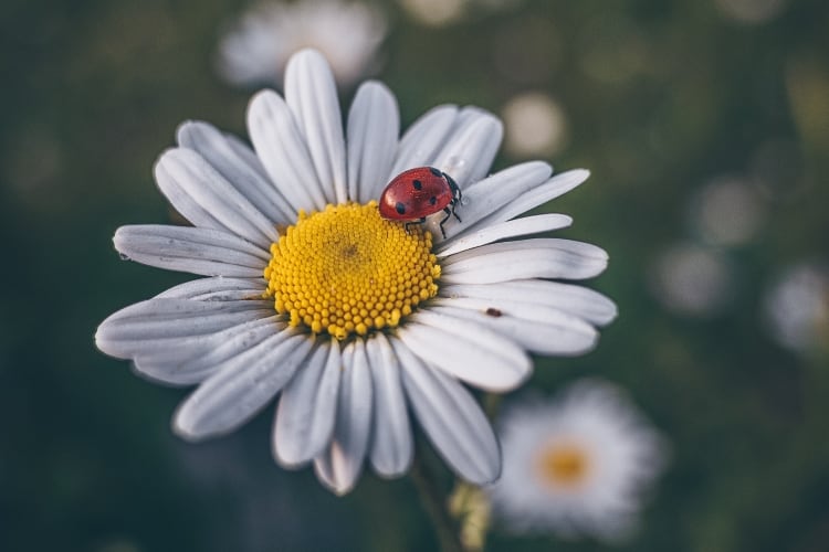Oxeye Daisies