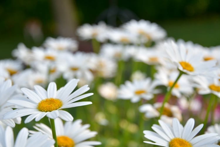 Shasta Daisies