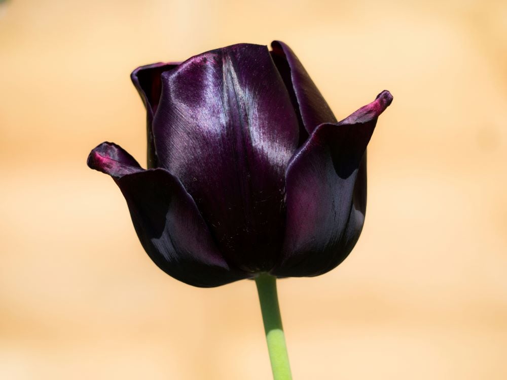 Black tulip