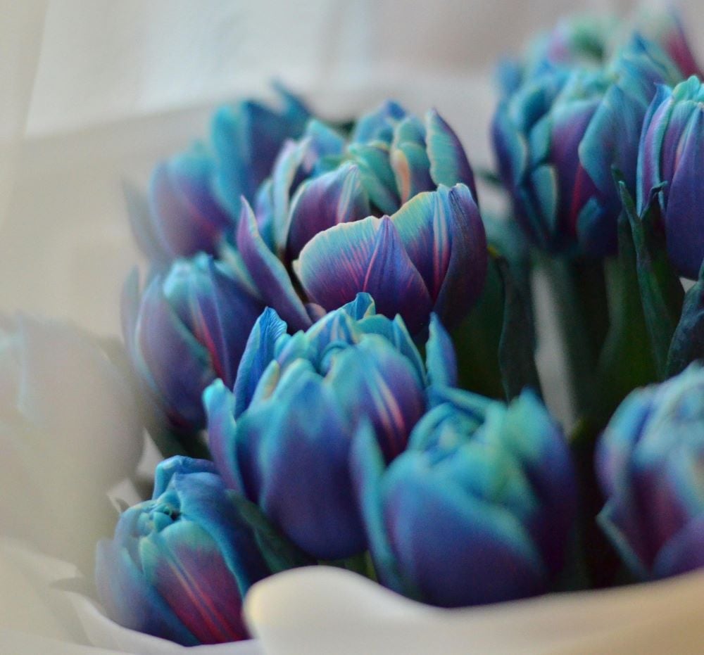 Blue tulips