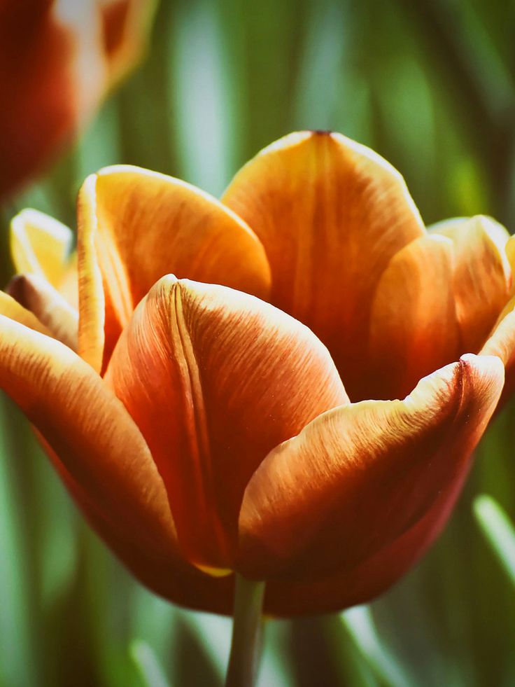 Brown tulip