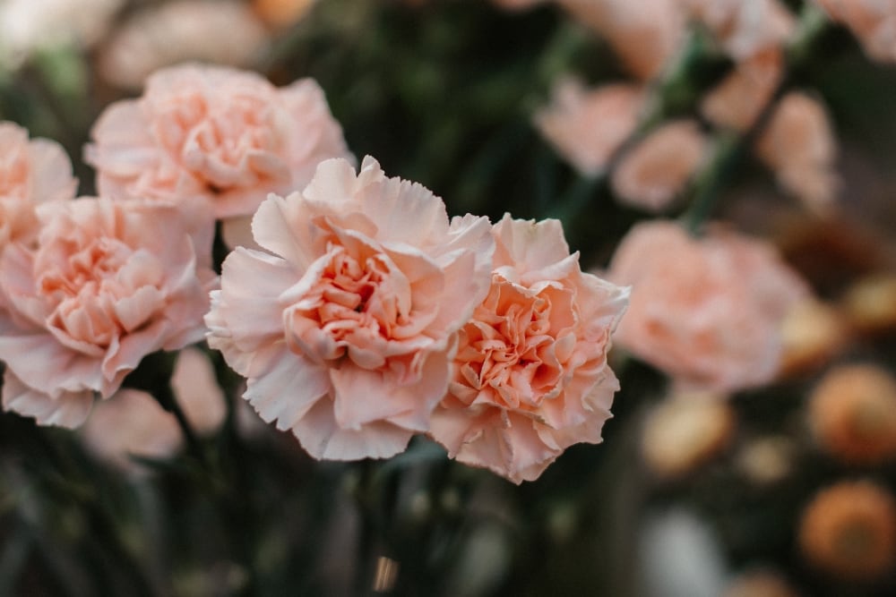 Carnation flowers