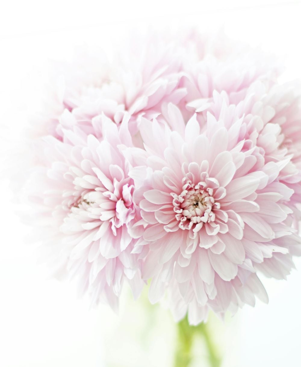 Chrysanthemums