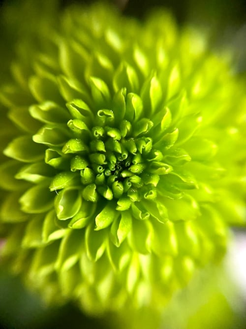 green flowers meanings