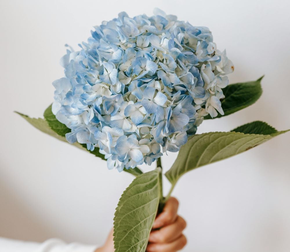 Hydrangeas