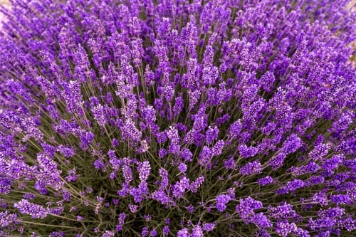 Lavender flowers meanings