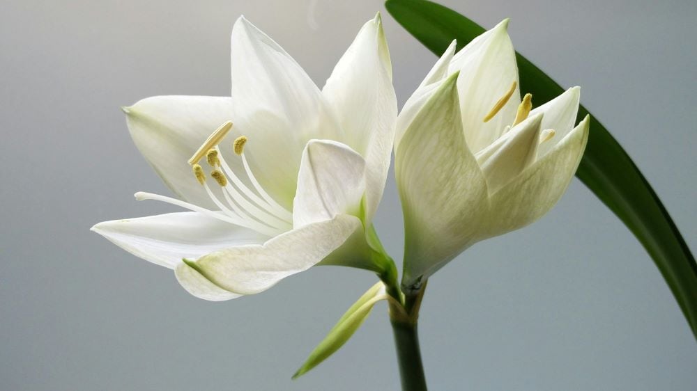 Lilies