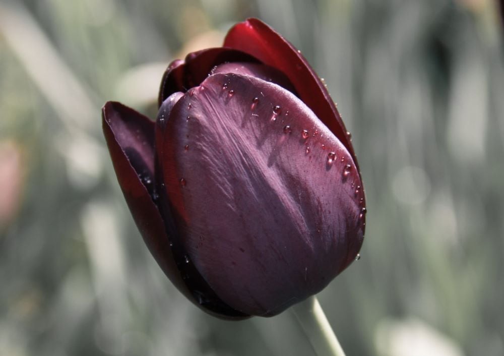 Maroon tulip