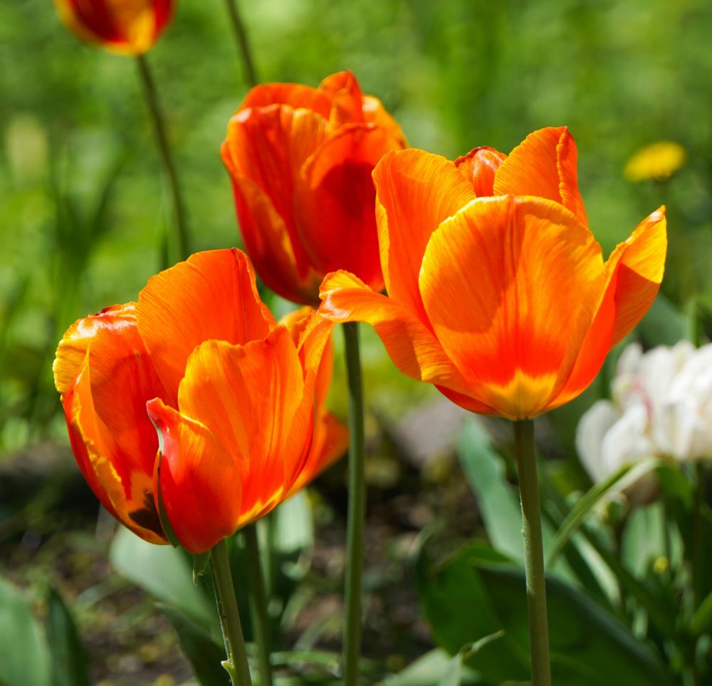 Orange tulips