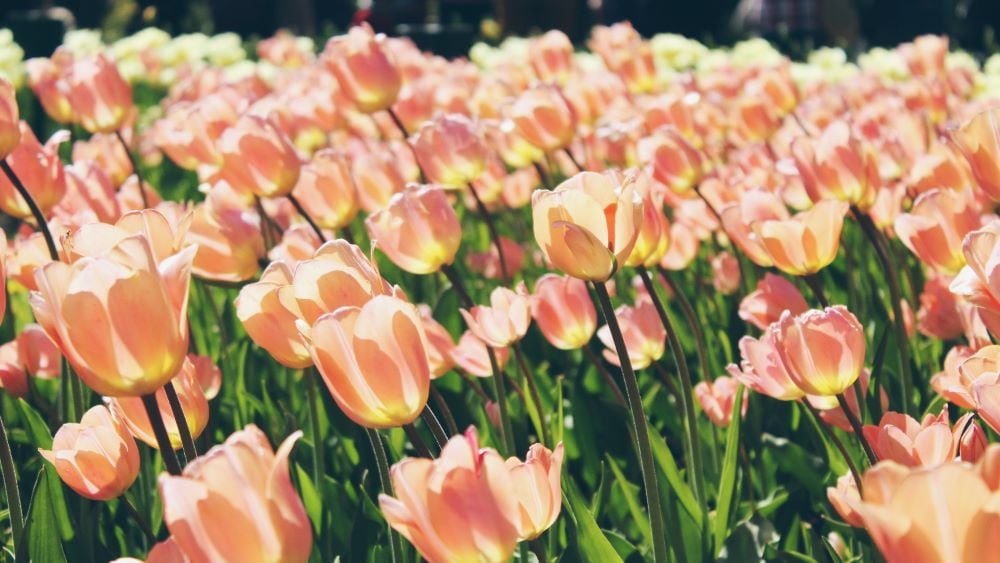 Peach tulips