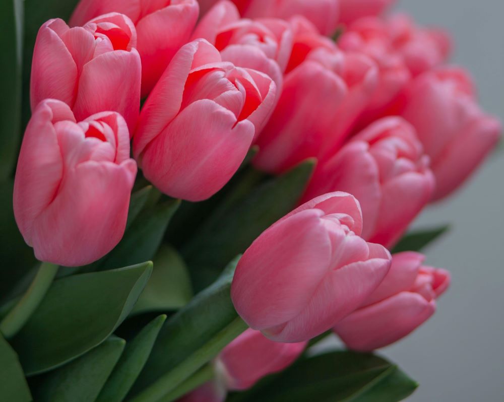 Pink tulips