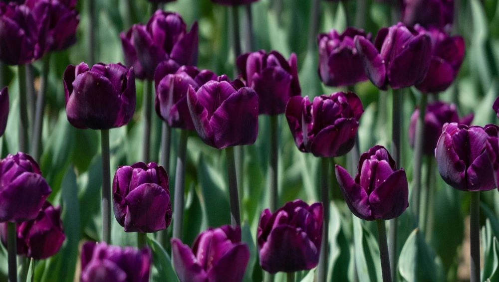 Purple tulips