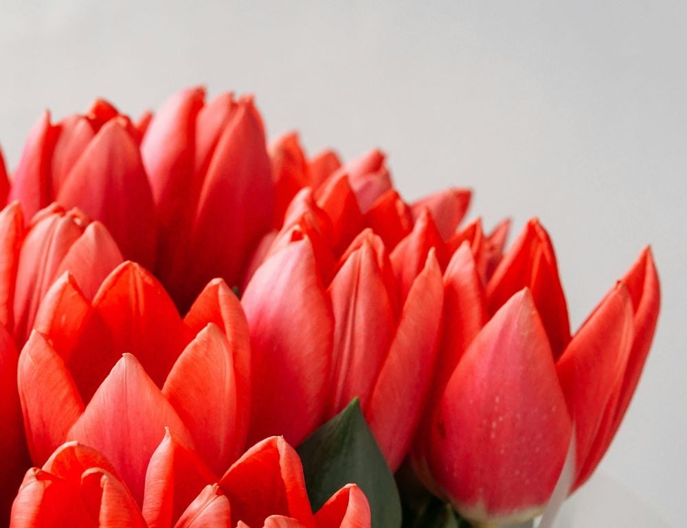Red tulips