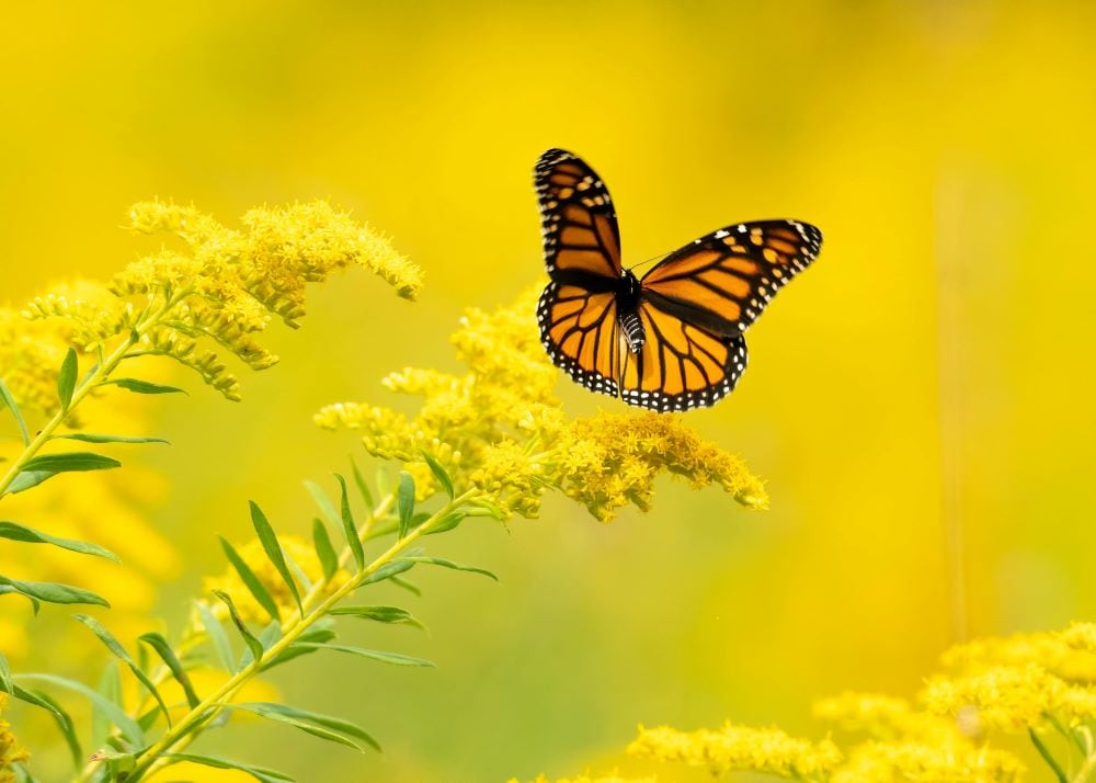 Solidago