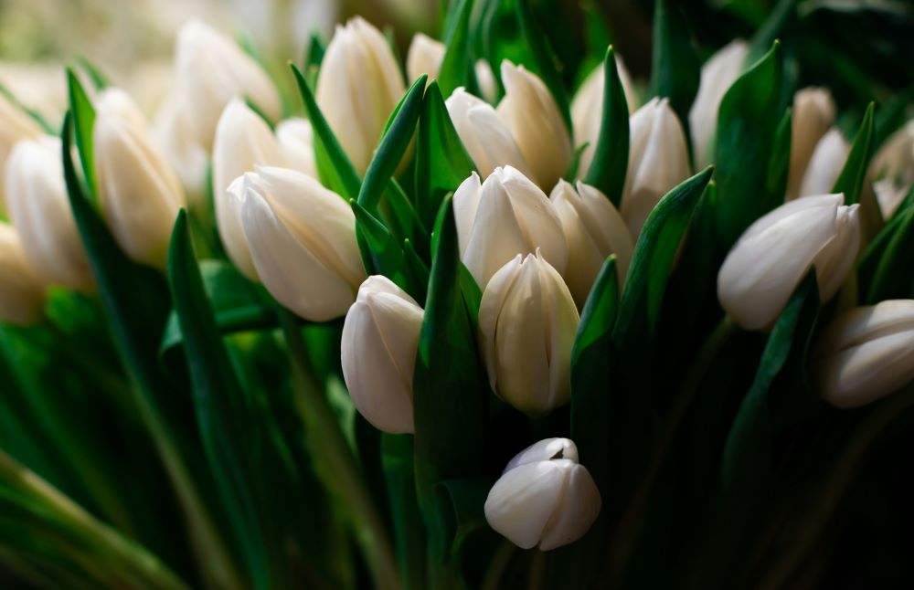 White tulips