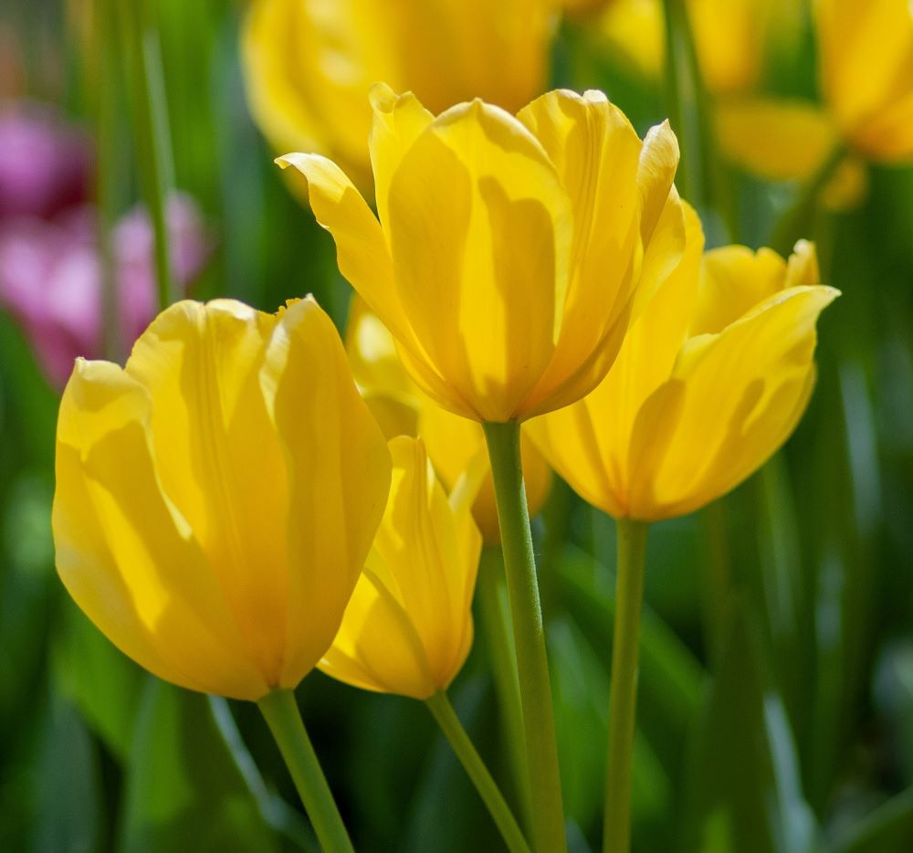 Yellow tulips